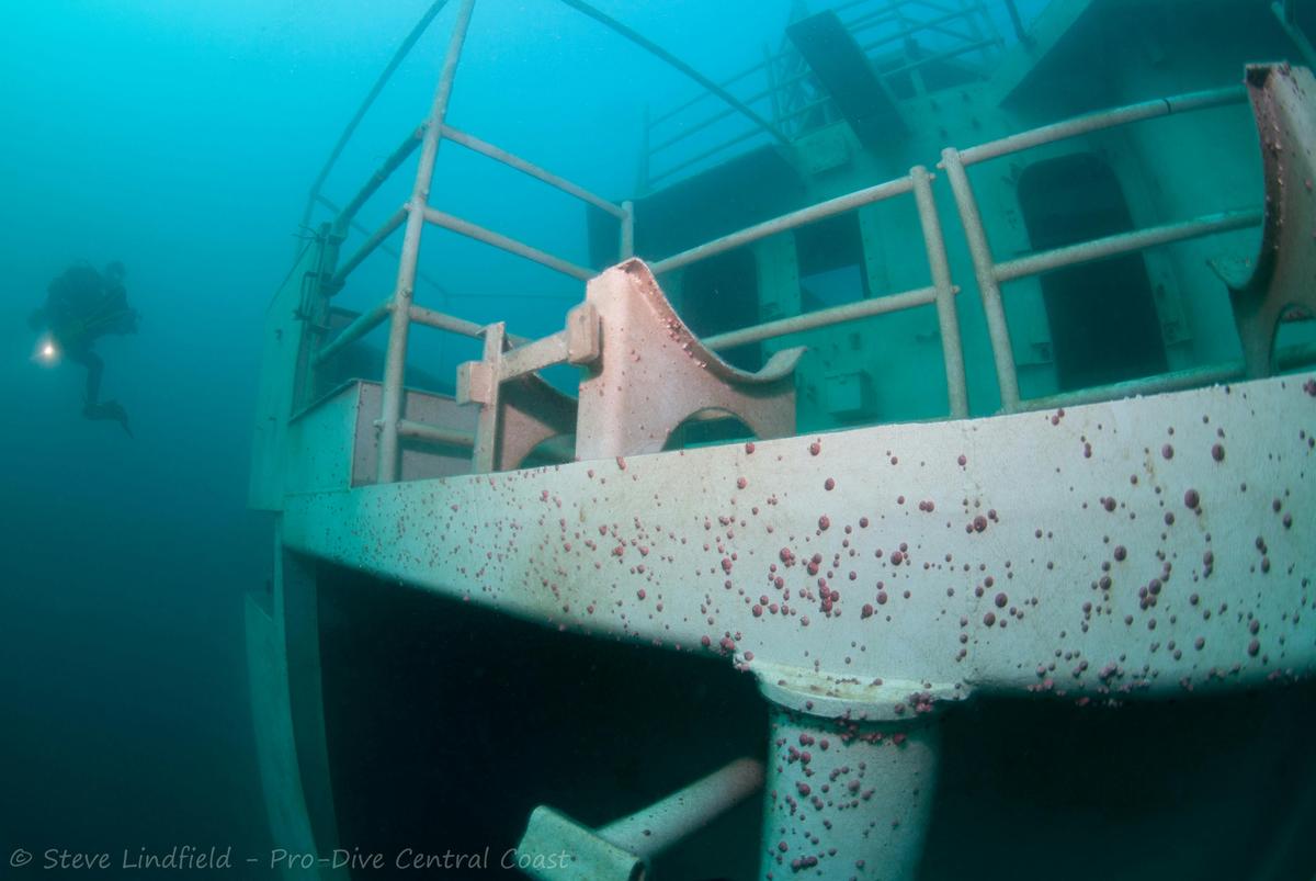 discover marine[e life