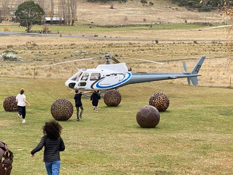 Wild Brumby Snowy Mountains