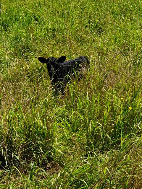 The Pines Pastoral Walking Tour