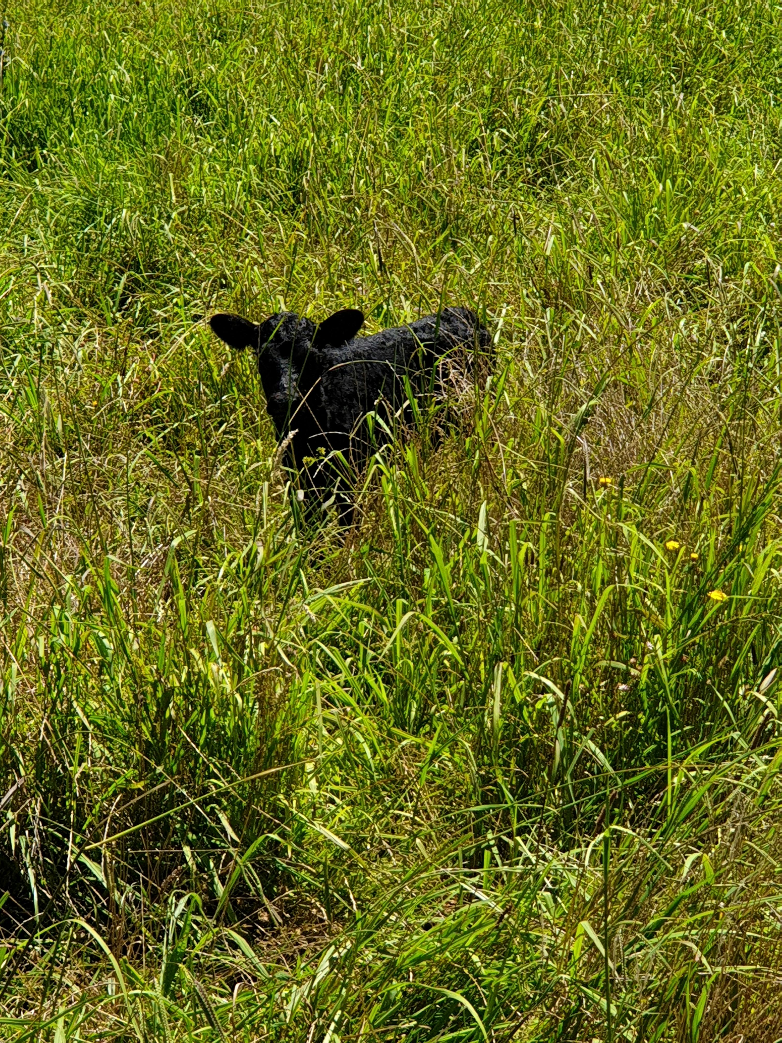 we calve 150 calves a year