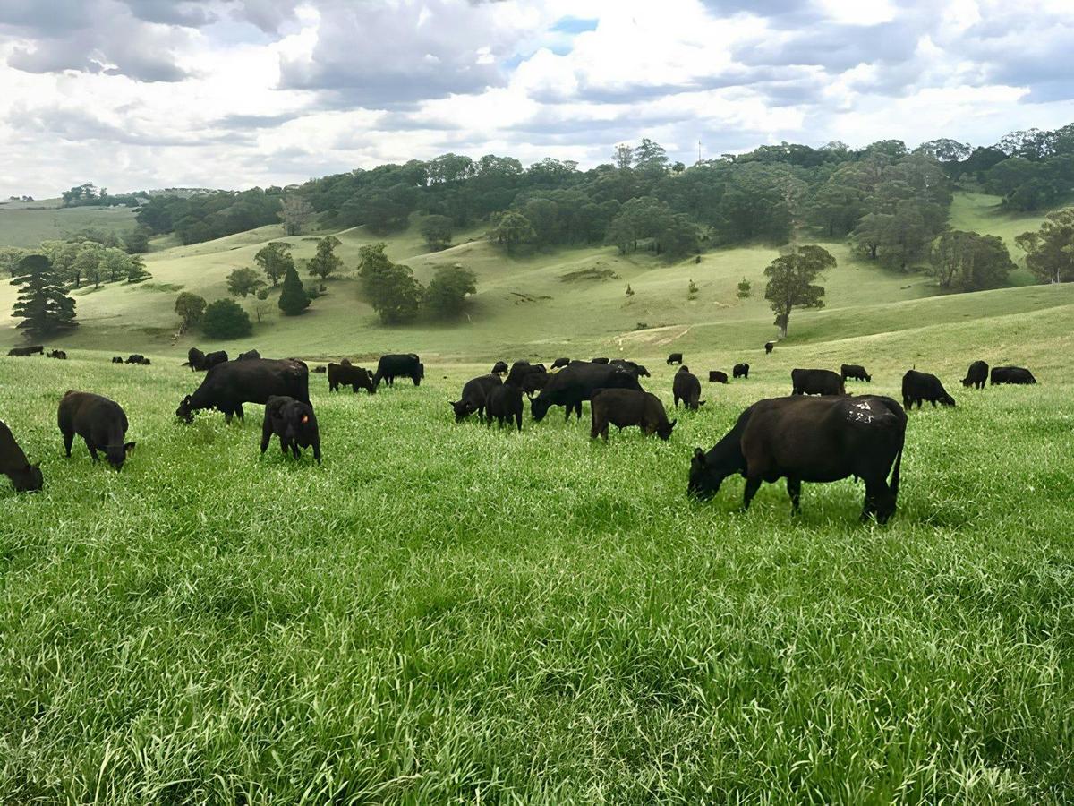 Farm Walking Tour with Angus Cattle