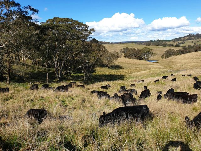 The Pines Pastoral Farm Tours