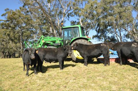 Farm Walking Tour with Angus Cattle