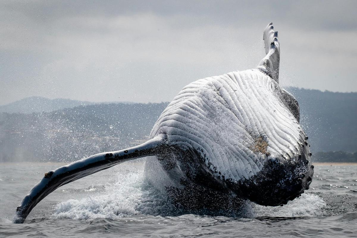 Humpback Whale Breaching in Merimbula Bay