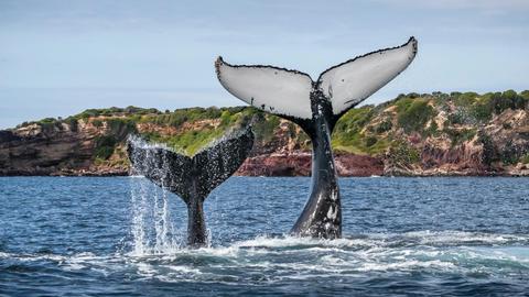 Merimbula Bay, Whale Watching Cruise Merimbula