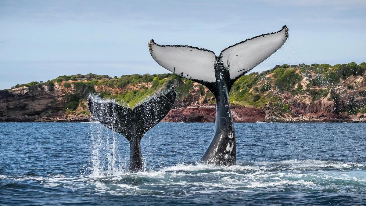 Merimbula Bay, Whale Watching Cruise Merimbula