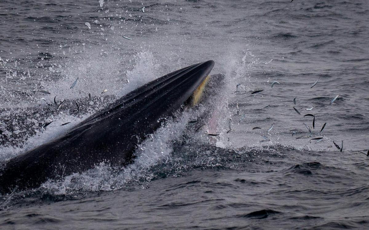 Brydes Whale Feeding in Merimbula Bay, July 2022. Ocean Wildlife Tour aboard Sensational 2