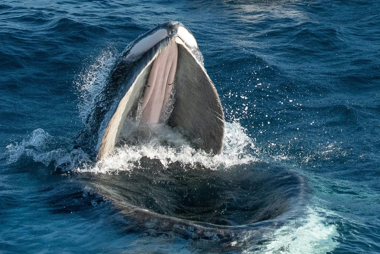 Humpback Whale Feeding, Photo taken aboard Bubbles, Bermagui Whale Watching Season 2021