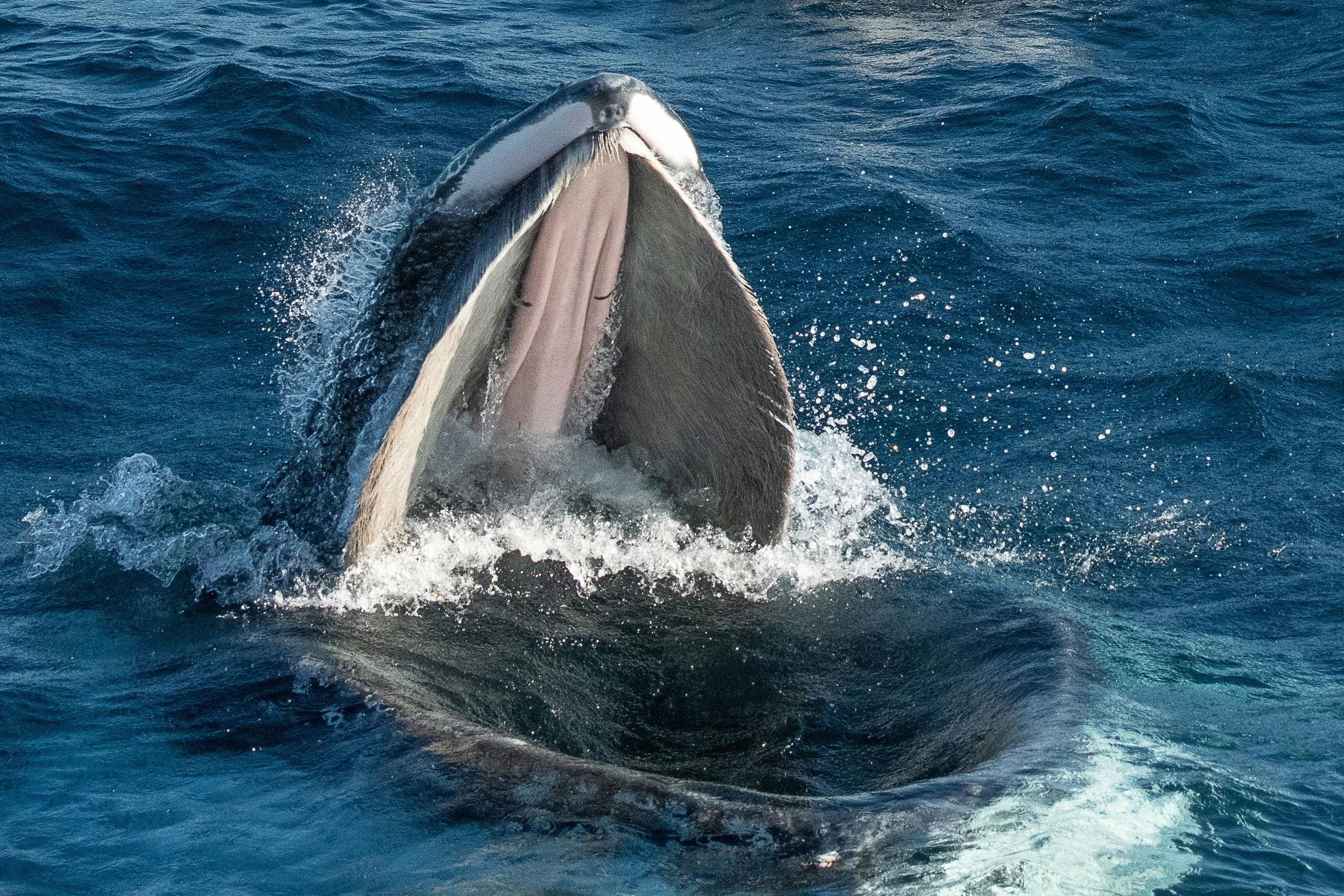 Humpback Whale Feeding, Photo taken aboard Bubbles, Bermagui Whale Watching Season 2021