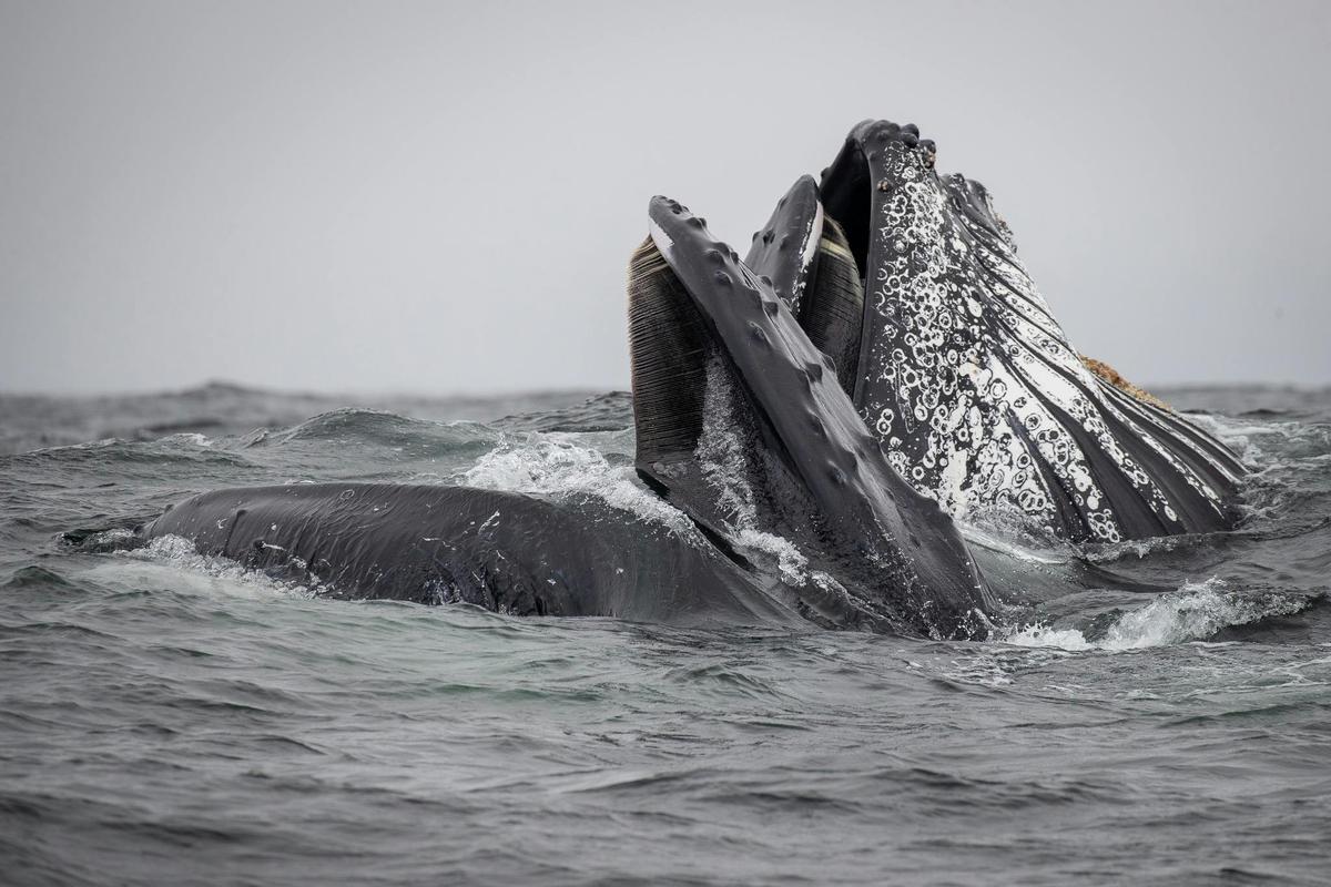Whales Feeding Merimbula