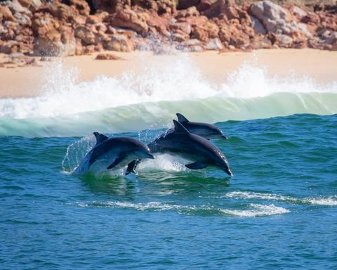 Bottlenose Dolphins of Tura Beach, Merimbula