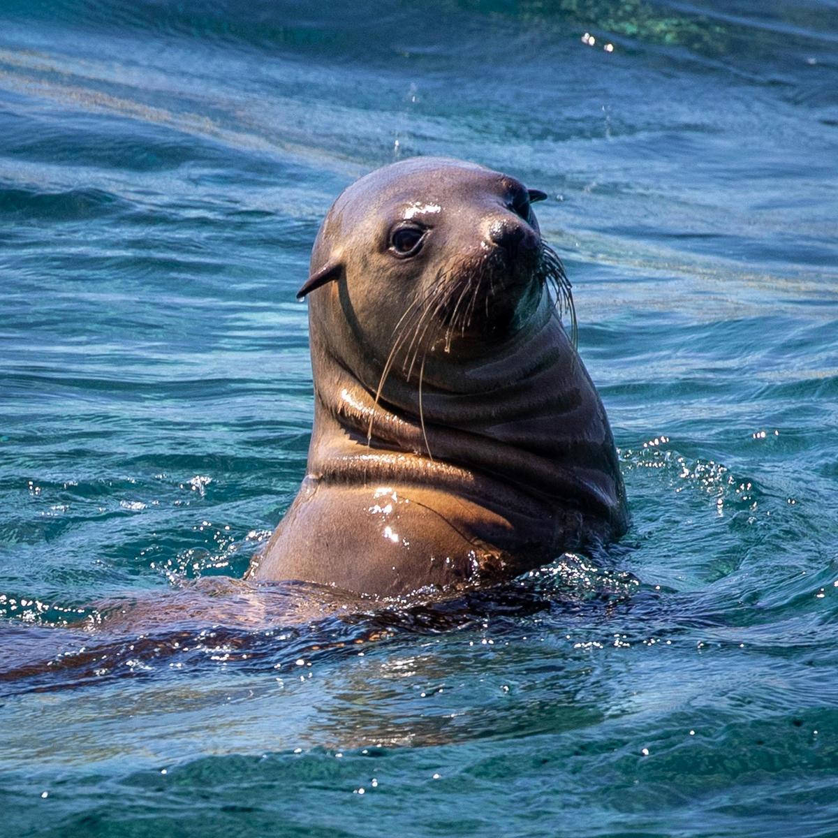 Seal come to say hello, Merimbula Bay