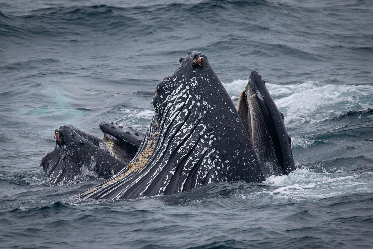 Bubblenet Feeding, Bermagui, taken onboard Bubbles, Sapphire Coastal Adventures 2021