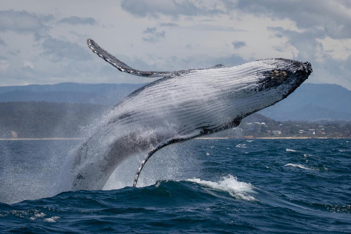 Breaching whale off Bermagui, Sapphire Coastal Adventures 2021