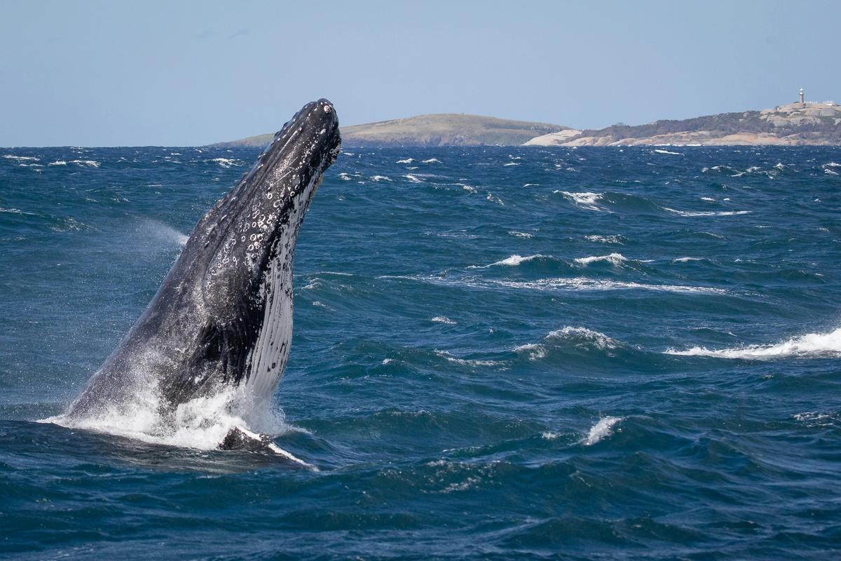 Whale Head Lunging Bermagui, Sapphire Coastal Adventures 2021