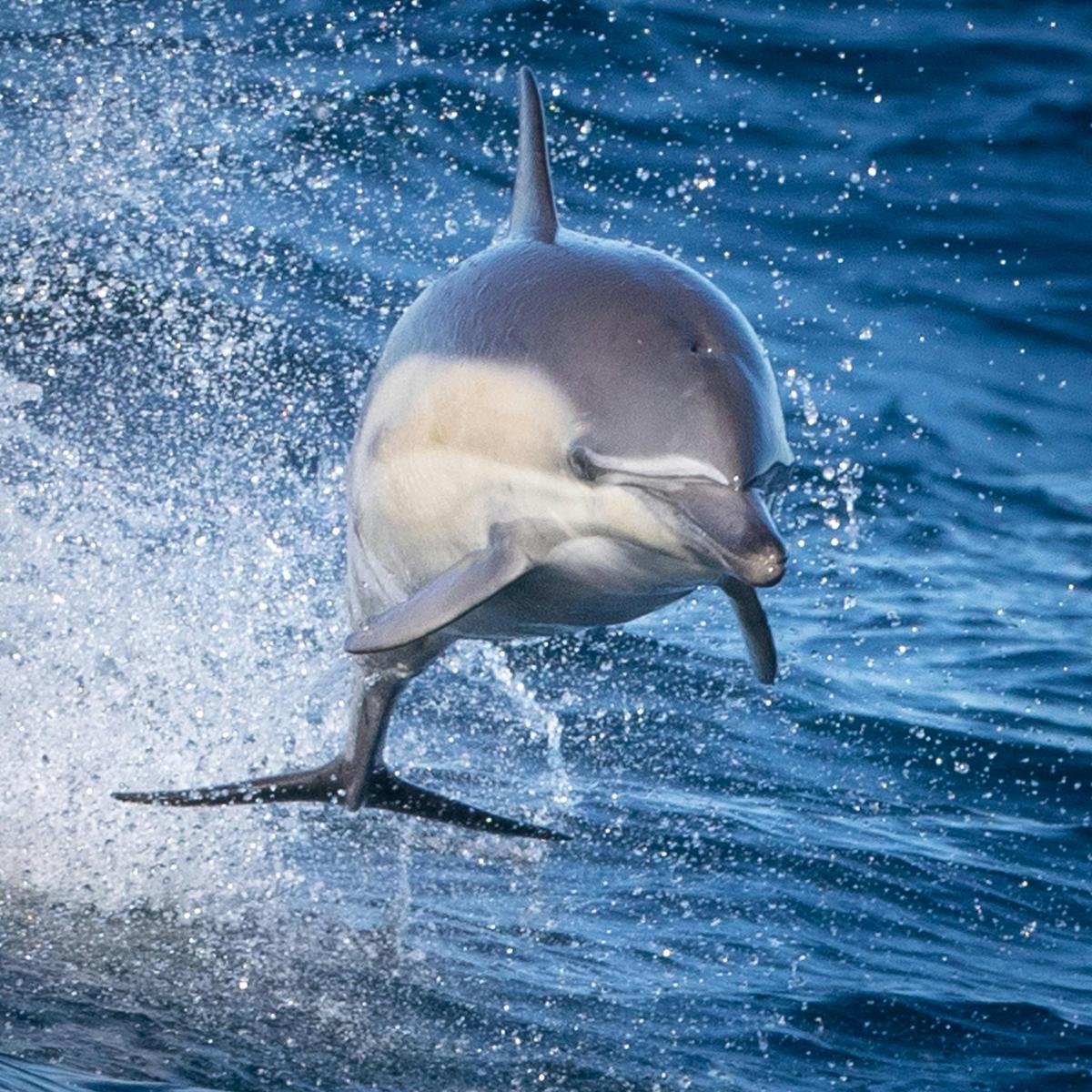 Common Dolphin racing the boat in Merimbula Bay