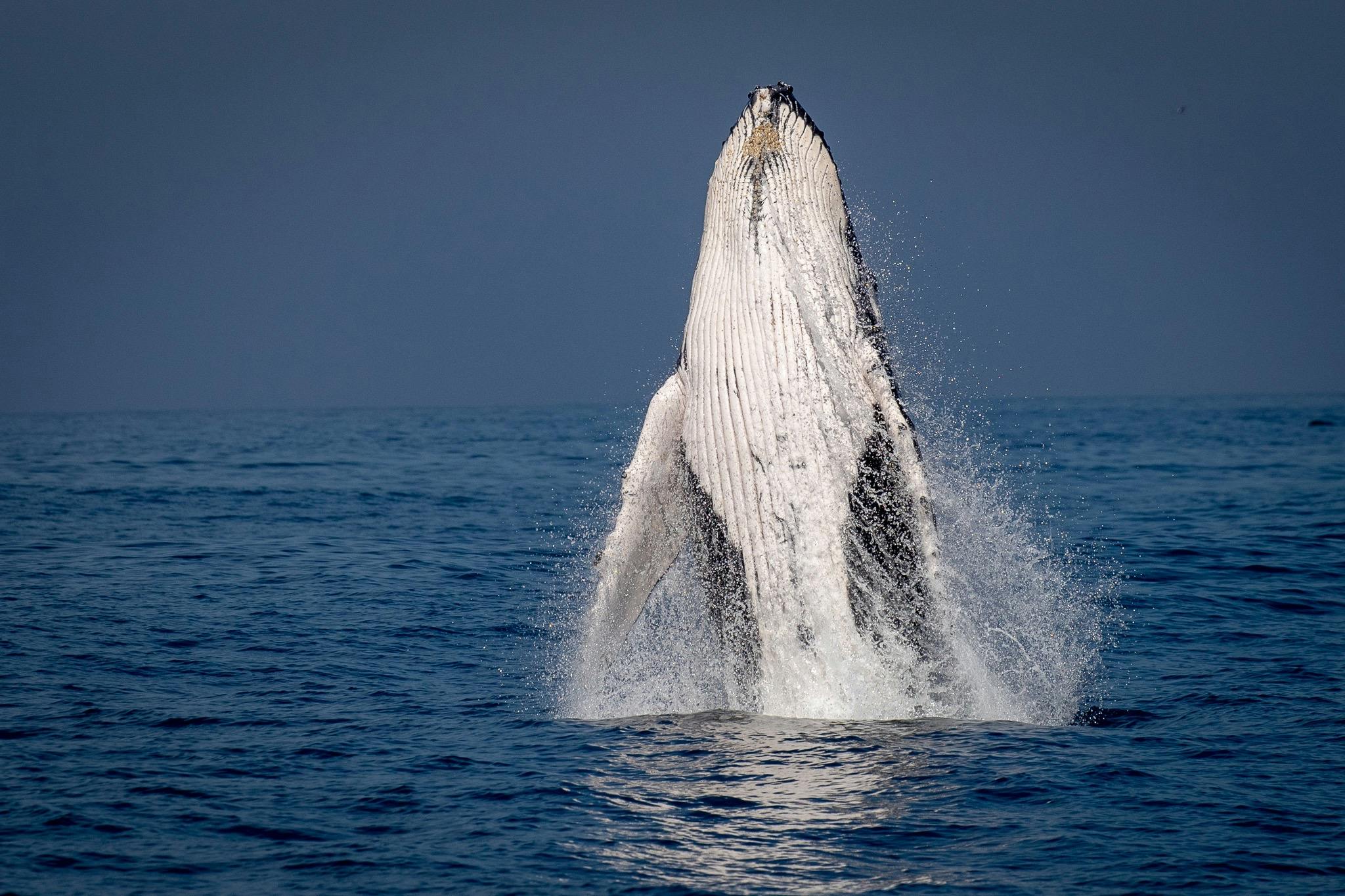 Humpback Whale Breaching off Bermagui, Whale Watching Tour aboard Bubbles 2021