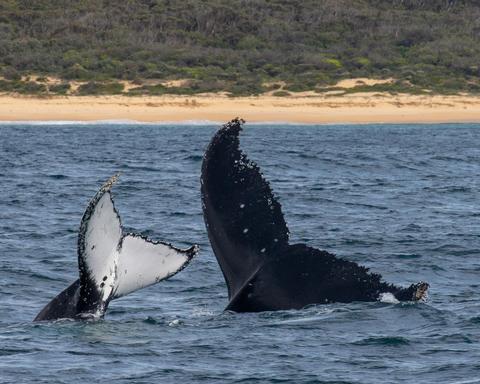 Humpback mother and calf tails, Bermagui Whale Watching Cruise, Sapphire Coastal Adventures 2021