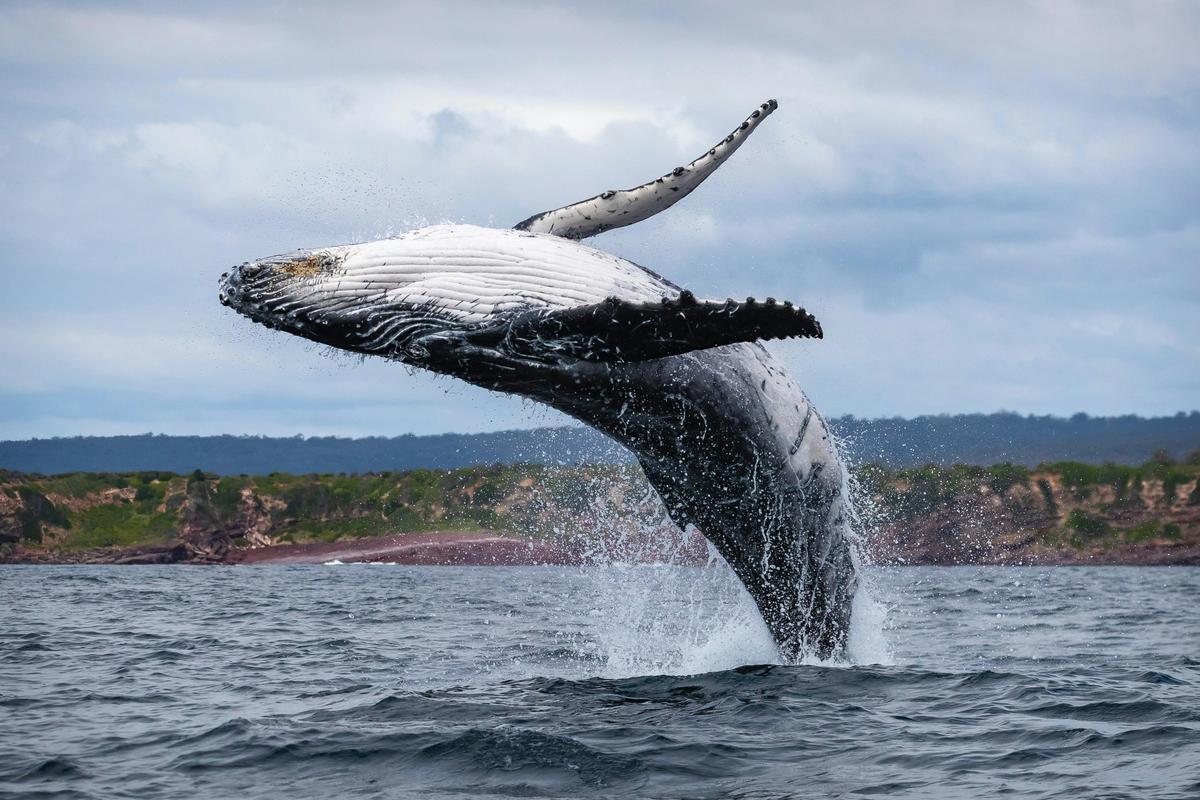 Whale Breaching, Merimbula
