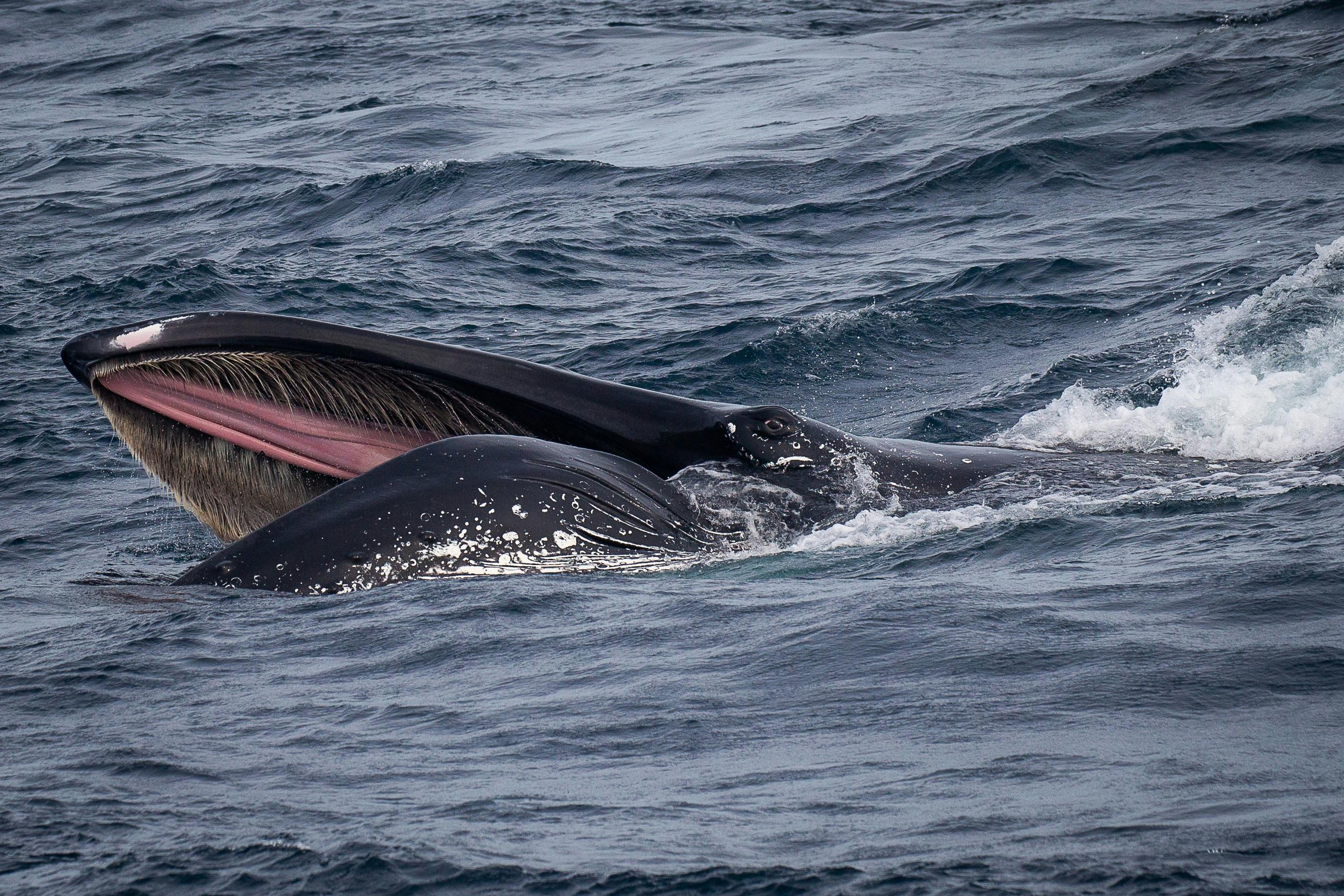 Humpback Whale Lunge Feeding, photo taken aboard Bubbles, Bermagui, 2021