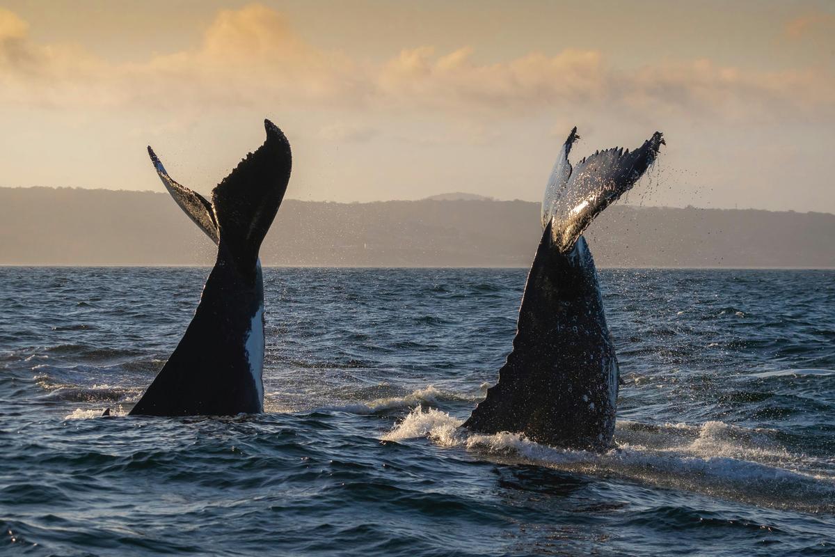 Sunset Whale Tails Merimbula