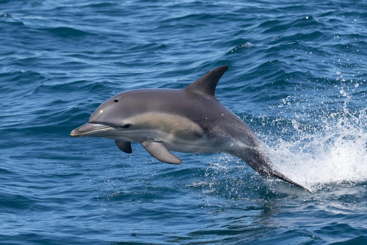 Dolphin, Bermagui Whale Watching Cruise, Bubbles, 2021