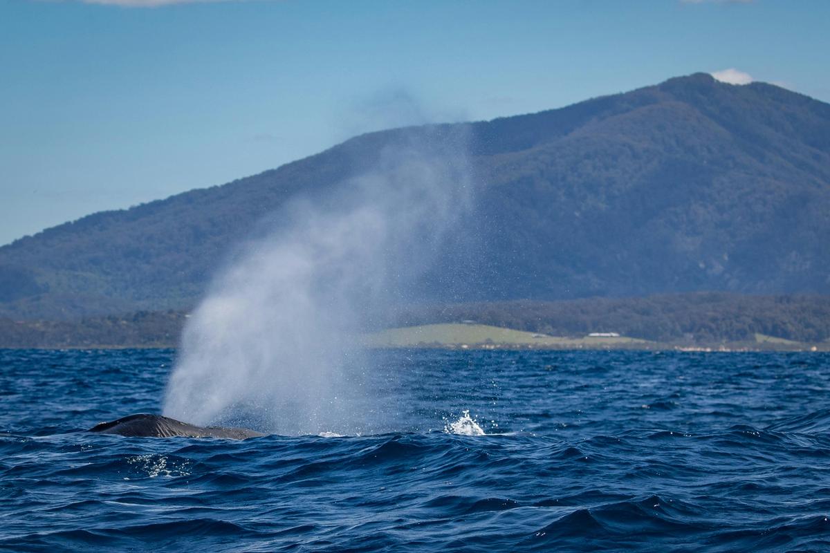 Whale passing Gulaga near Bermagui. Photo taken aboard Bubbles, Bermagui Whale Watching Cruise 2021