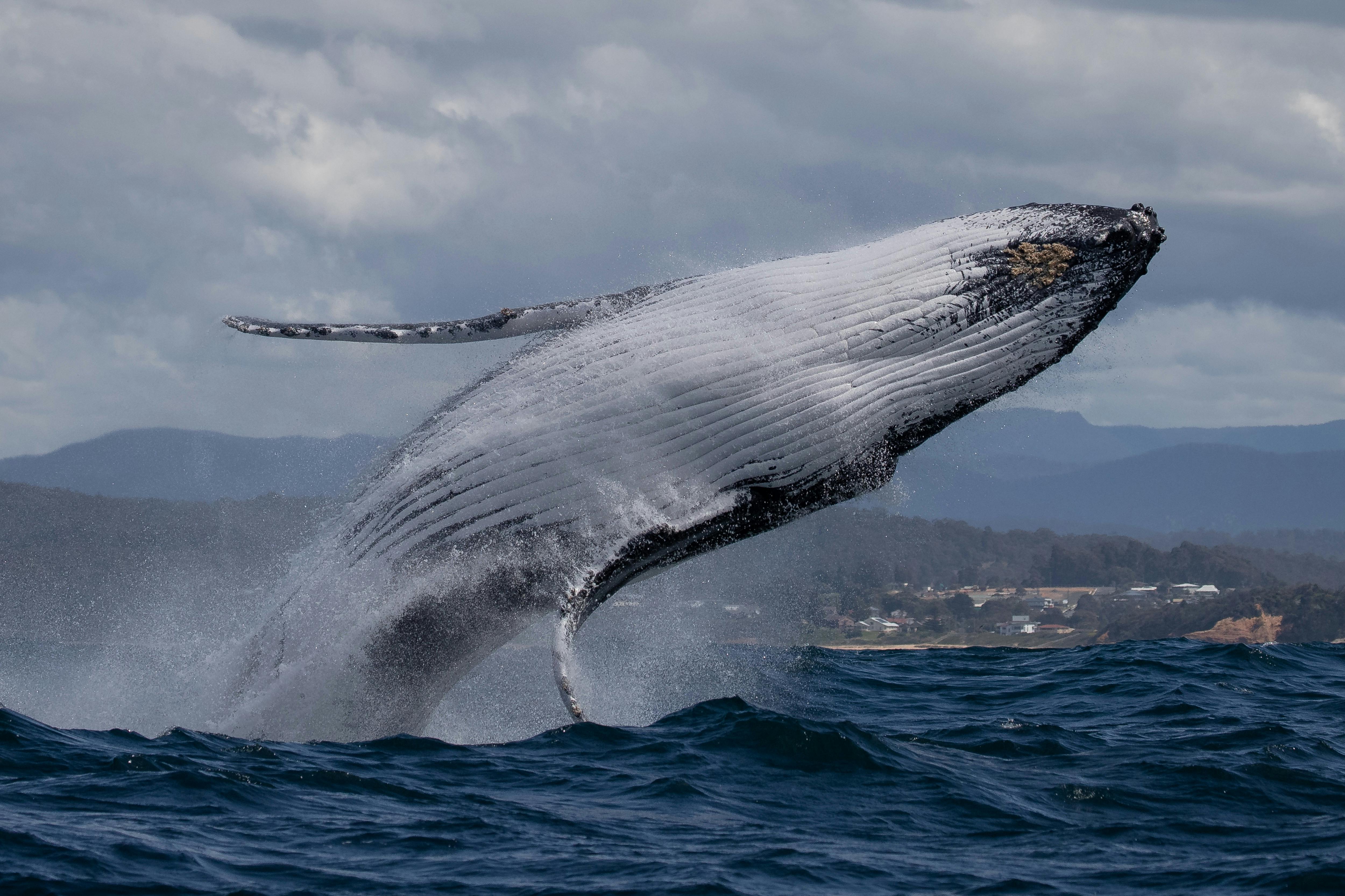 Breaching Humpback Whale, Bermagui, Whale Watching Cruise, Sapphire Coastal Adventures 2021