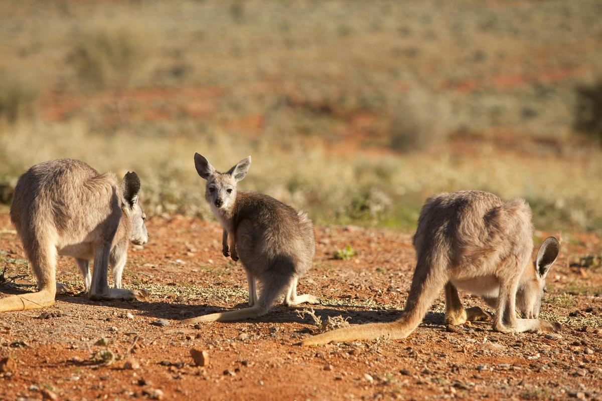 Outback Kangaroos
