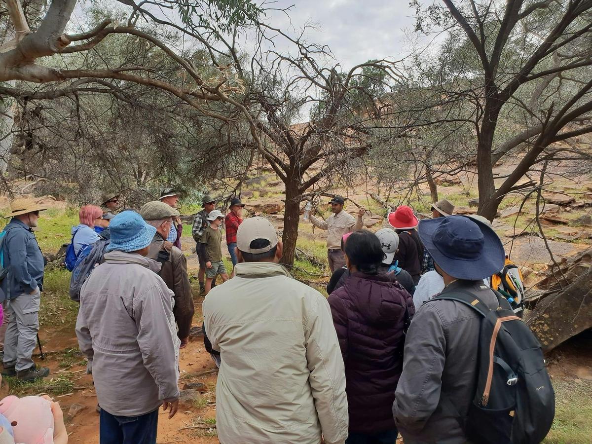 Mutawintnji Bush tucker