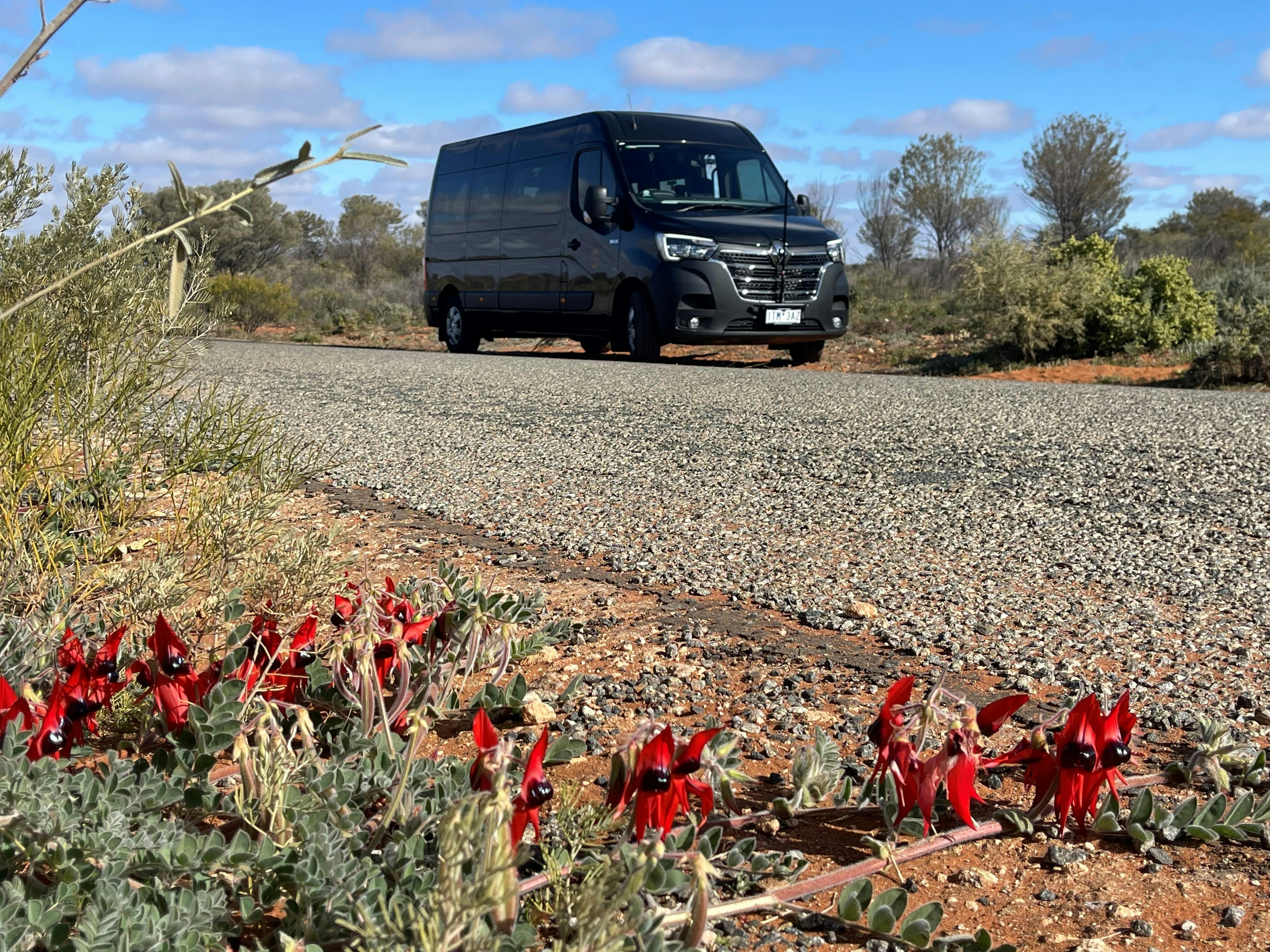 Broken Hill Sturt desert pea