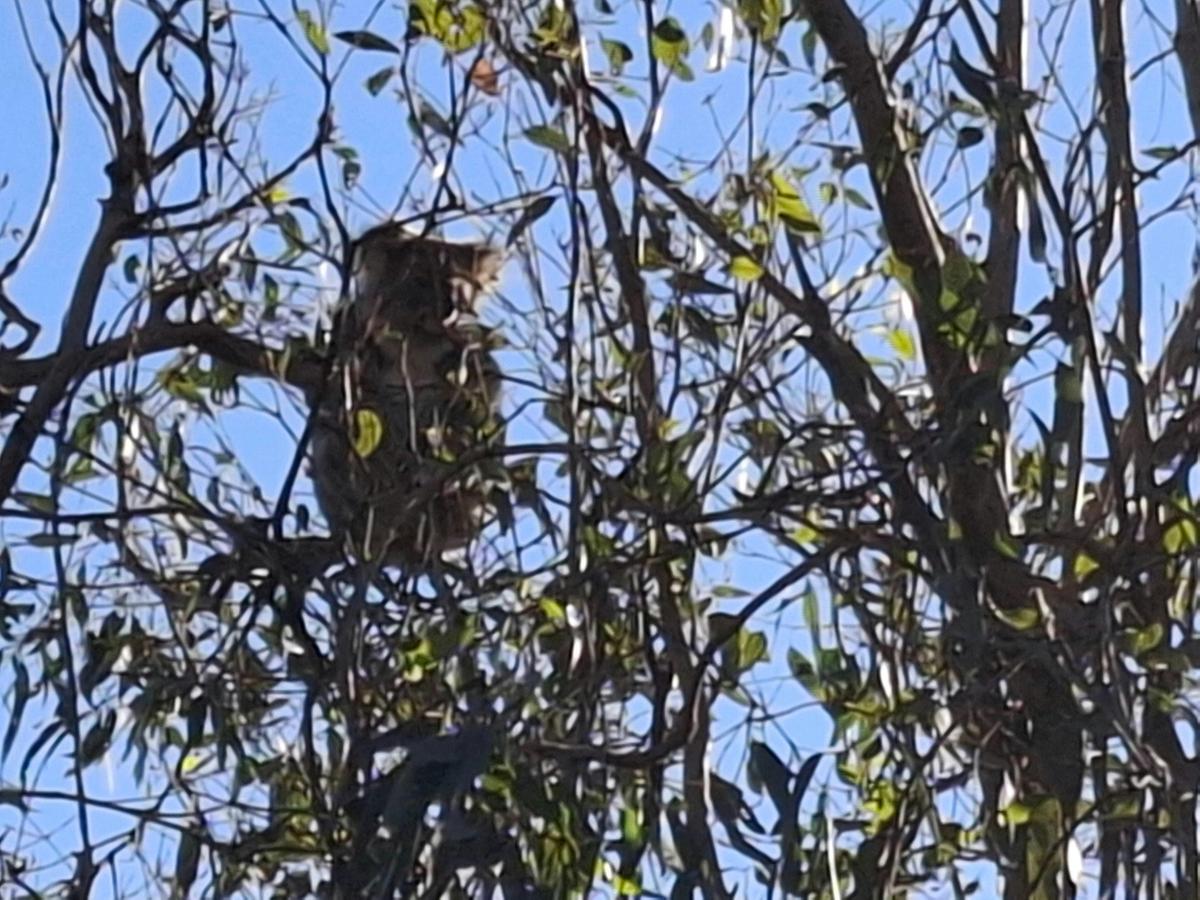 Wild Koala