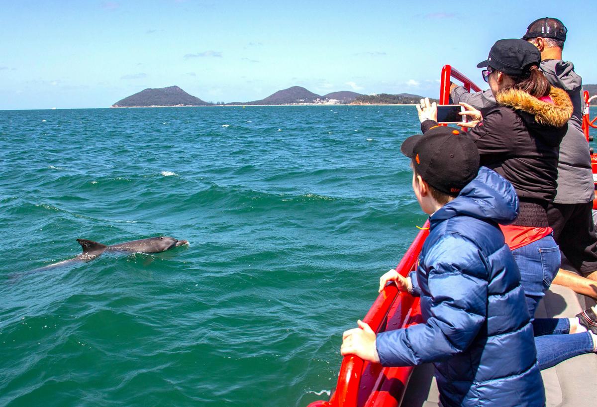 Port Stephens Dolphin Watch Express 1
