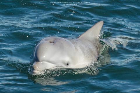 Port Stephens Dolphin Watch Express 4