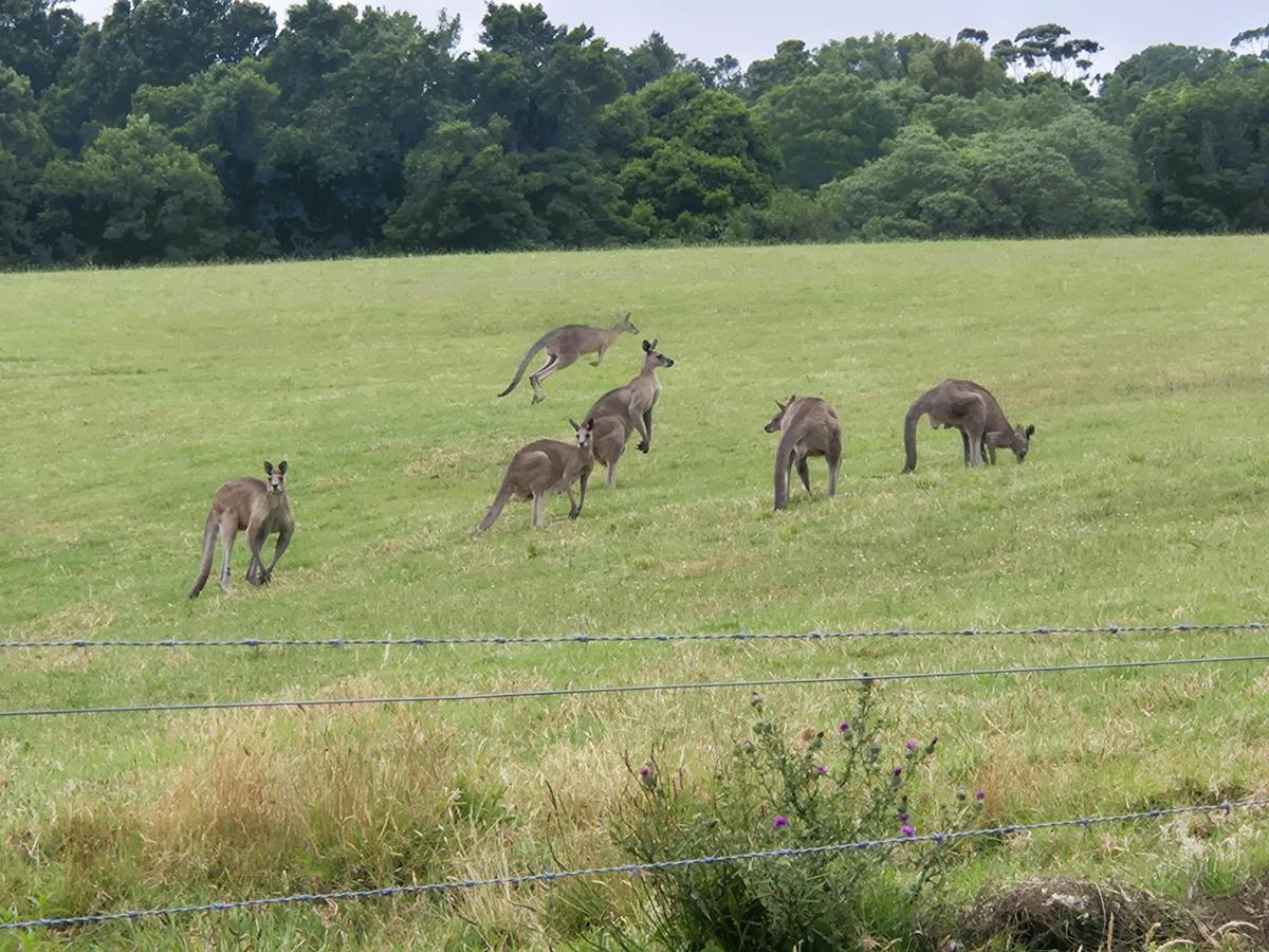 Late Start Blue Mountains Waterfalls and Wildlife Small Group or Private