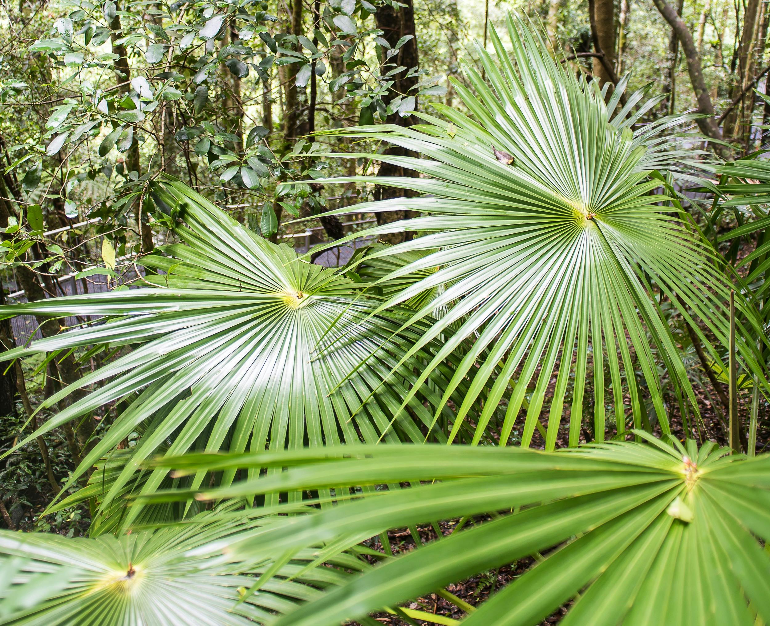 Rainforests or walk along a bush track