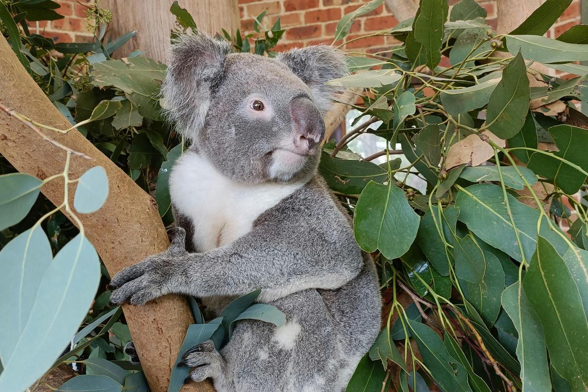 Late Start Blue Mountains Waterfalls and Wildlife Small Group or Private