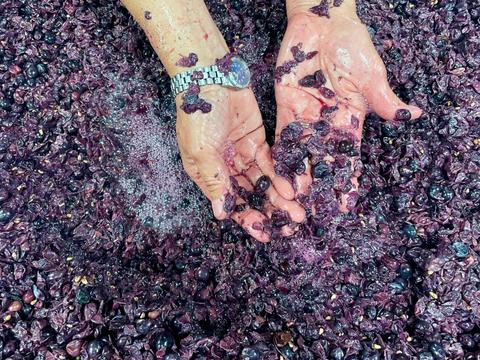 Go behind-the-scenes in the Hunter Valley's most exciting wineries