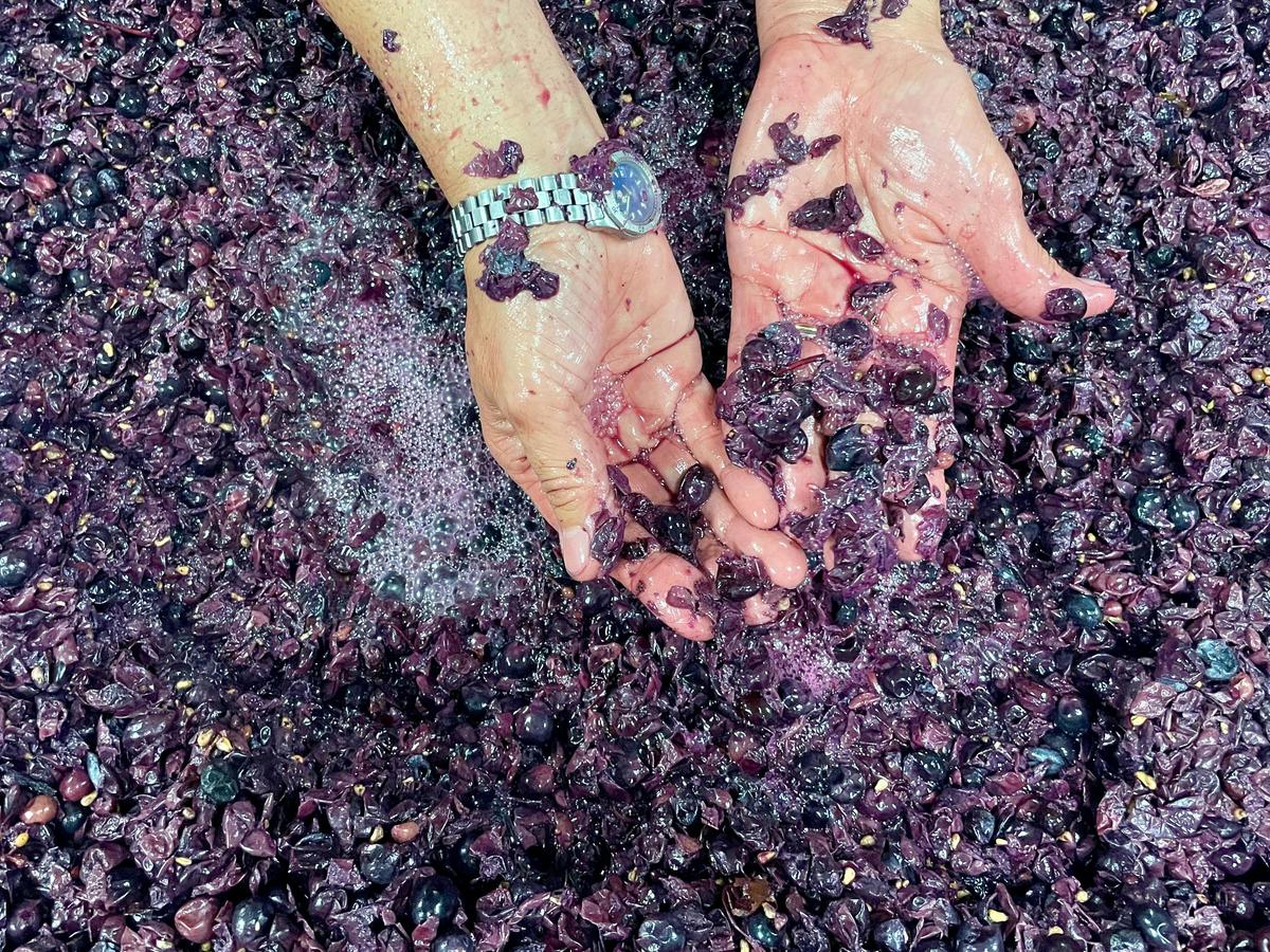 Go behind-the-scenes in the Hunter Valley's most exciting wineries