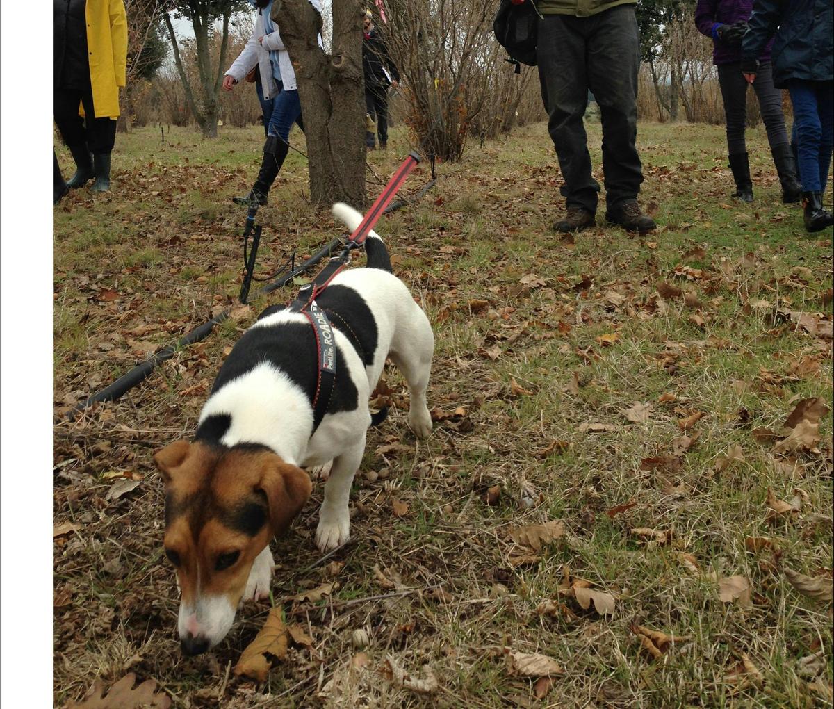 Damian and Frisbee on the hunt