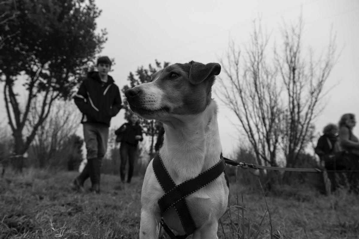 Frisbee -Truffle dog
