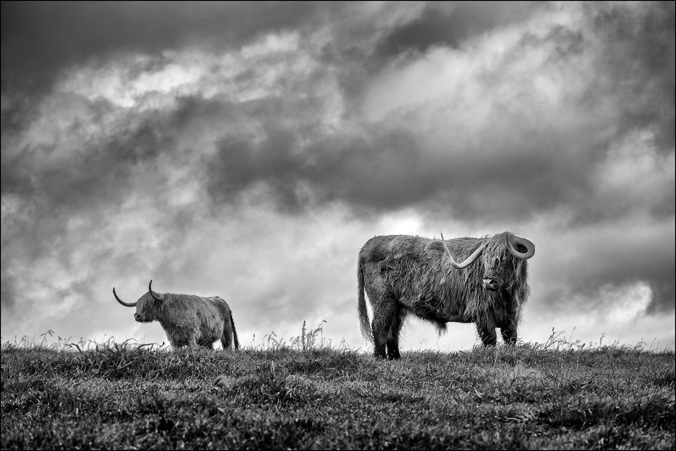 Beautiful Highlands Cows