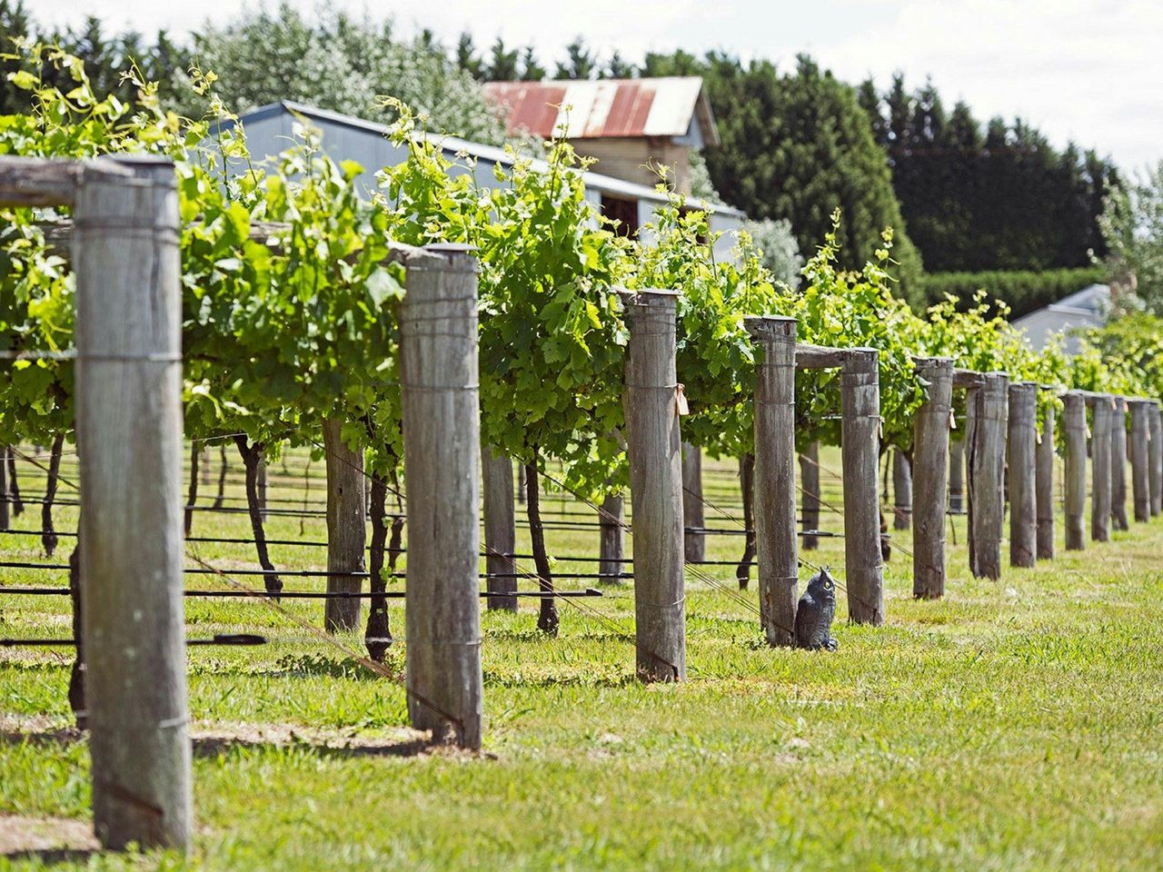 Southern Highlands Vineyard