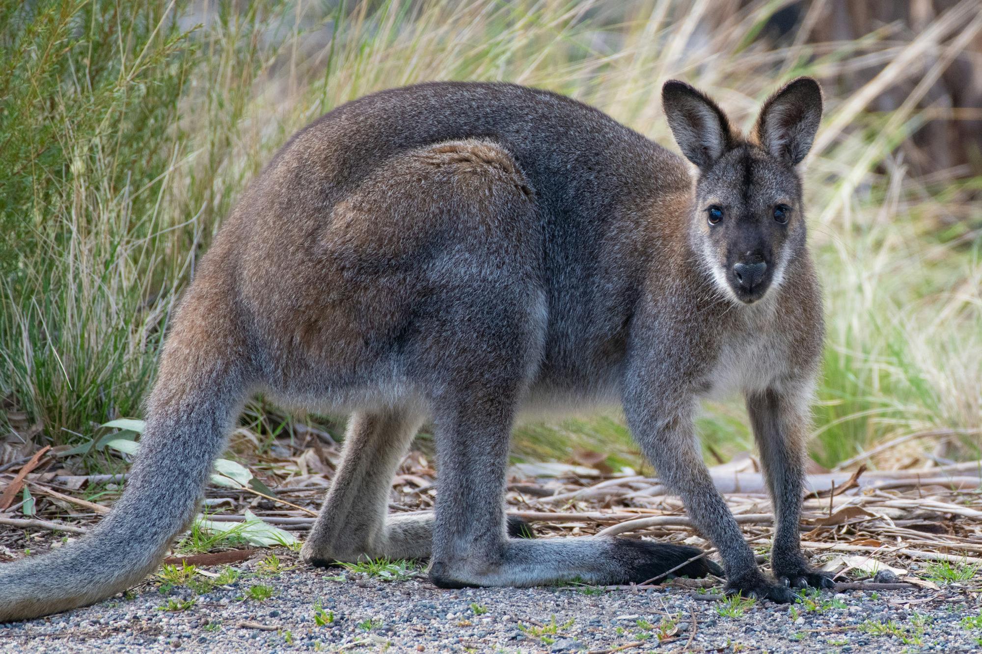 Red-necked Wallaby