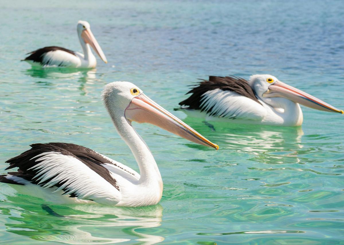 Sapphire Coast Day Tour