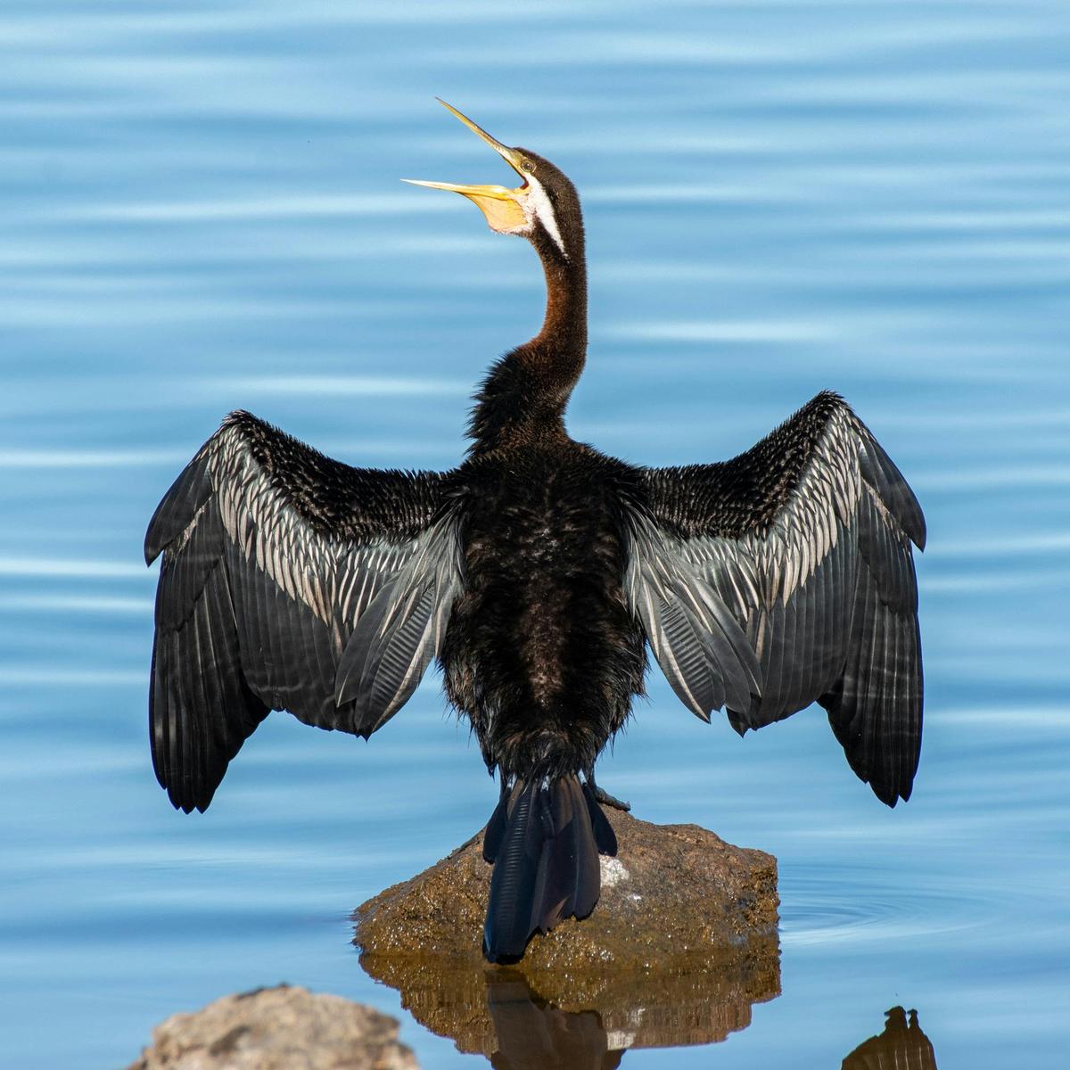 Secrets of Merimbula Walking Tour
