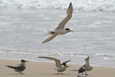 Terns