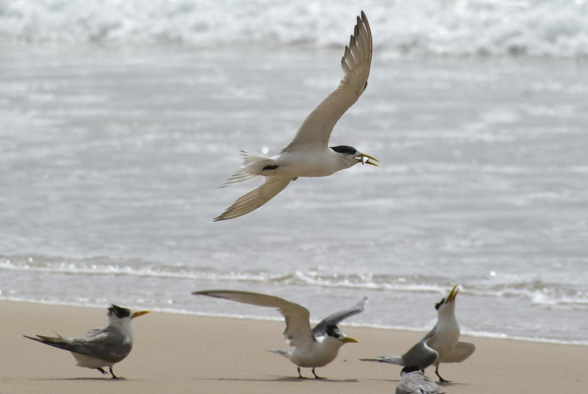 Terns
