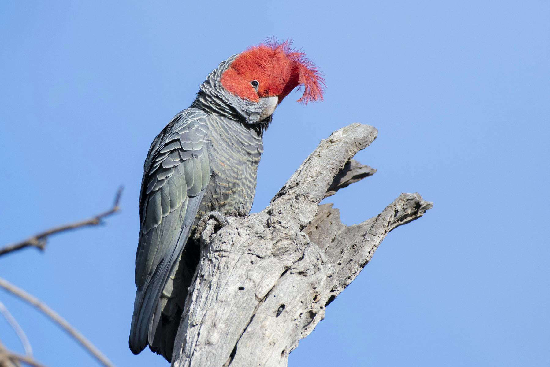 The Gang Gang Cockatoos are a popular but seldom seen bird in the forests of eastern Australia.