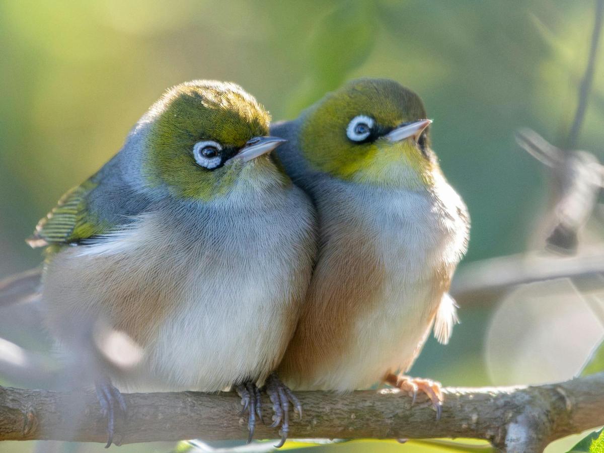 Juvenile Silvereyes enjoying the sun at Mallacoota